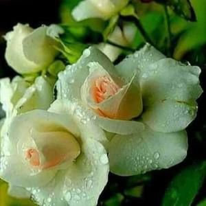 Meet your Posher, Lisbeth